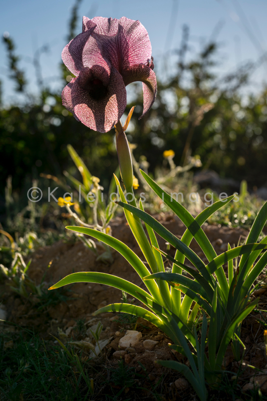 Al Arz;Iris;Iris Cedreti;Kaleidos;Kaleidos images;Lebanon;Middle East;Near East;Proche Orient;Tarek Charara;Flowers;Endemic;Endangered species;Endemic species;Critically endangered;Critically endangered species